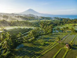 Bali pirinç terasları